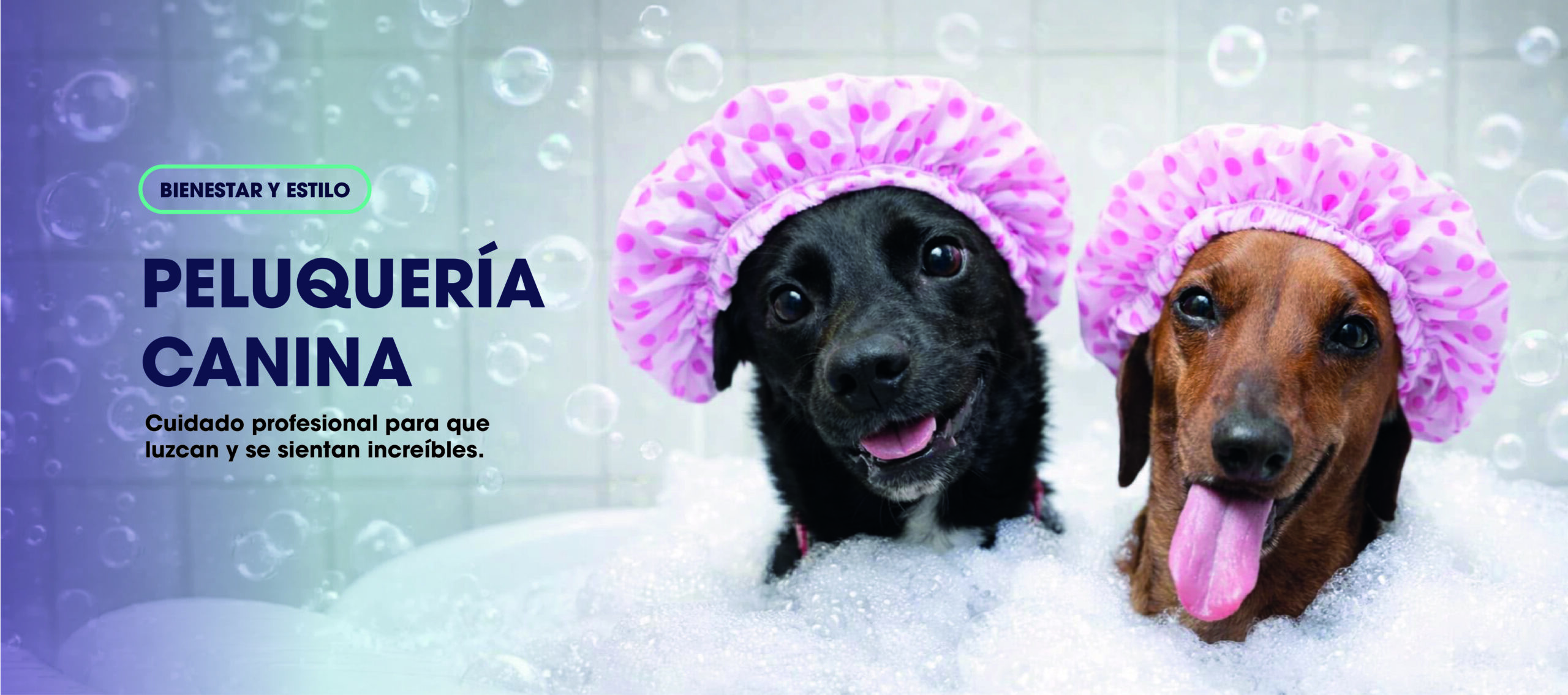 banner dogstar vet peluqueria